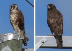 Juvenile (left) and adult brown falcon